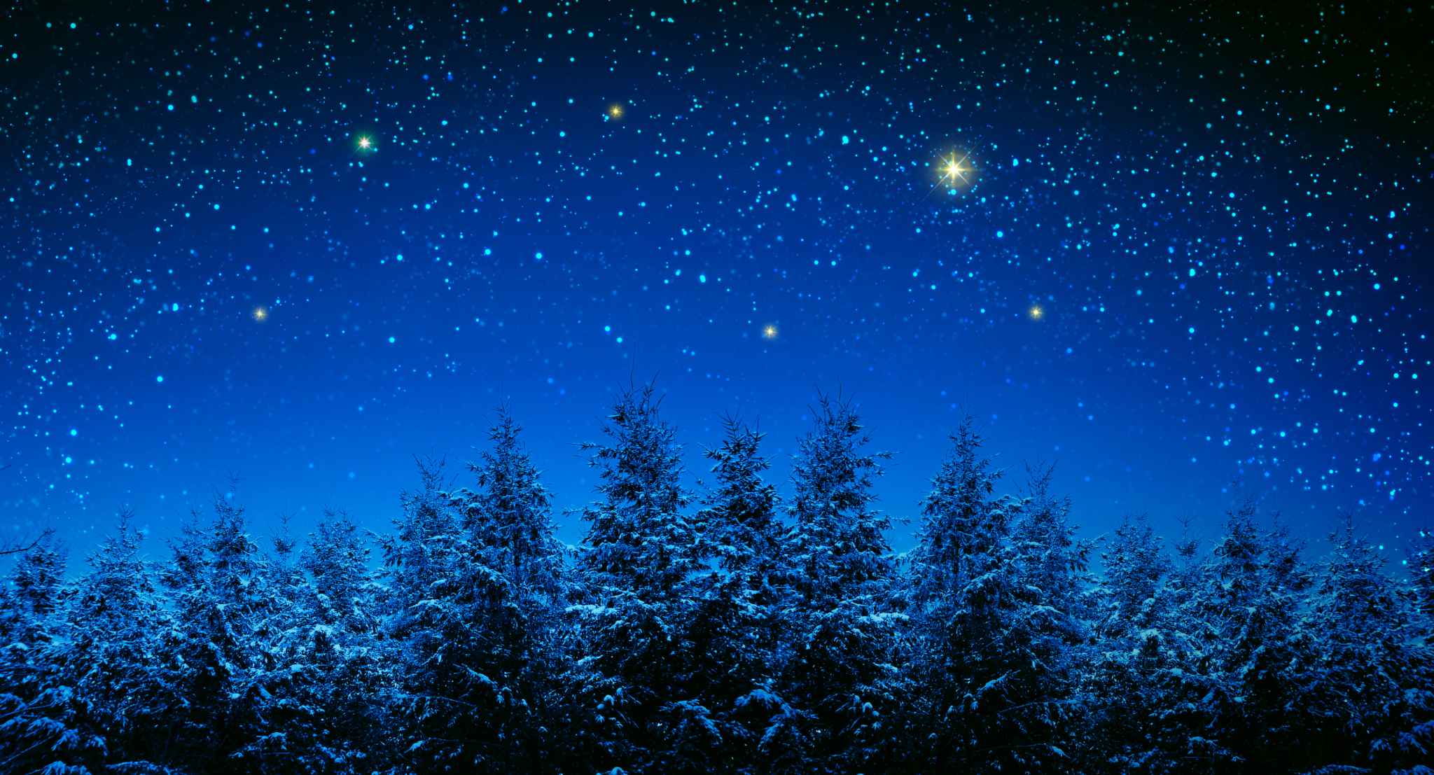 Christmas Background With Stars And Trees In Winter Forest.
